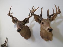 2 Old Whitetail Sh Mts (2x$)