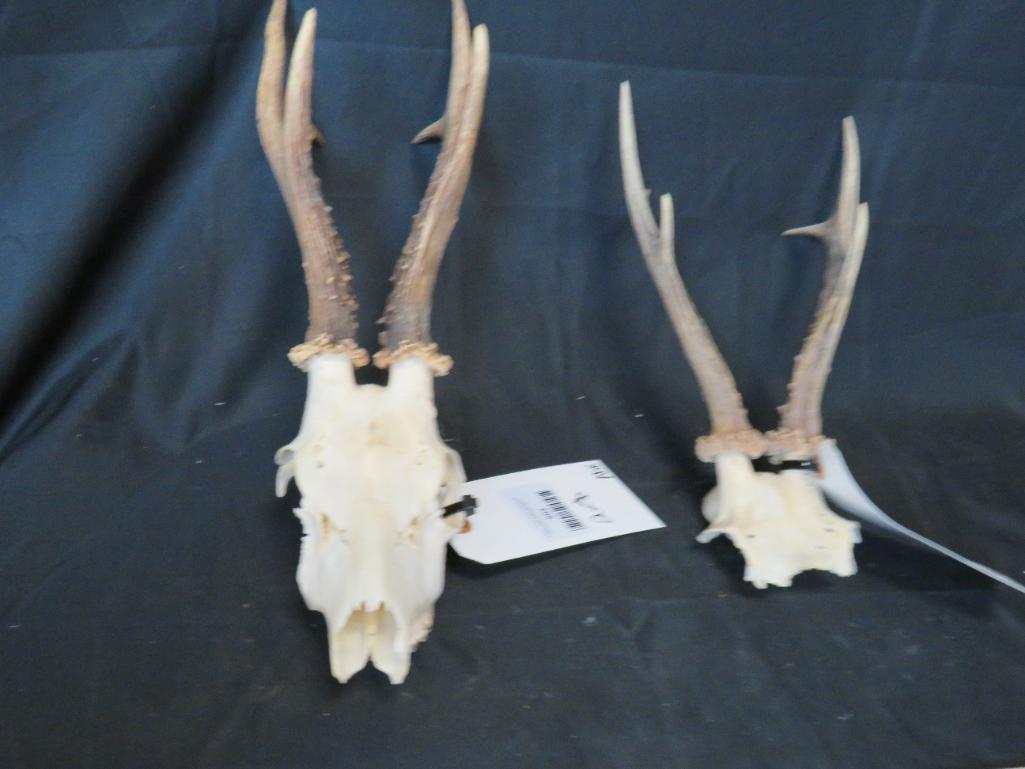 2 ROE DEER EUROS (2x$) TAXIDERMY