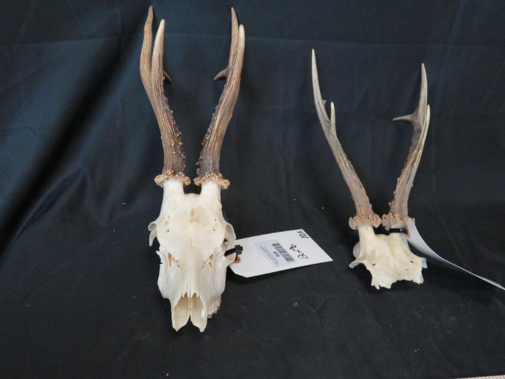 2 ROE DEER EUROS (2x$) TAXIDERMY