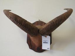 Aoudad Horns on Plaque TAXIDERMY