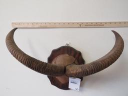 Aoudad Horns on Plaque TAXIDERMY