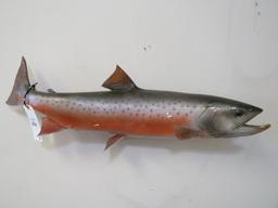 Salmon Fish Mt TAXIDERMY