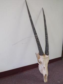 Gemsbok Skull TAXIDERMY