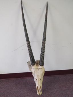 Gemsbok Skull TAXIDERMY