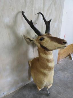 Pronghorn w/Pole for a pedestal TAXIDERMY