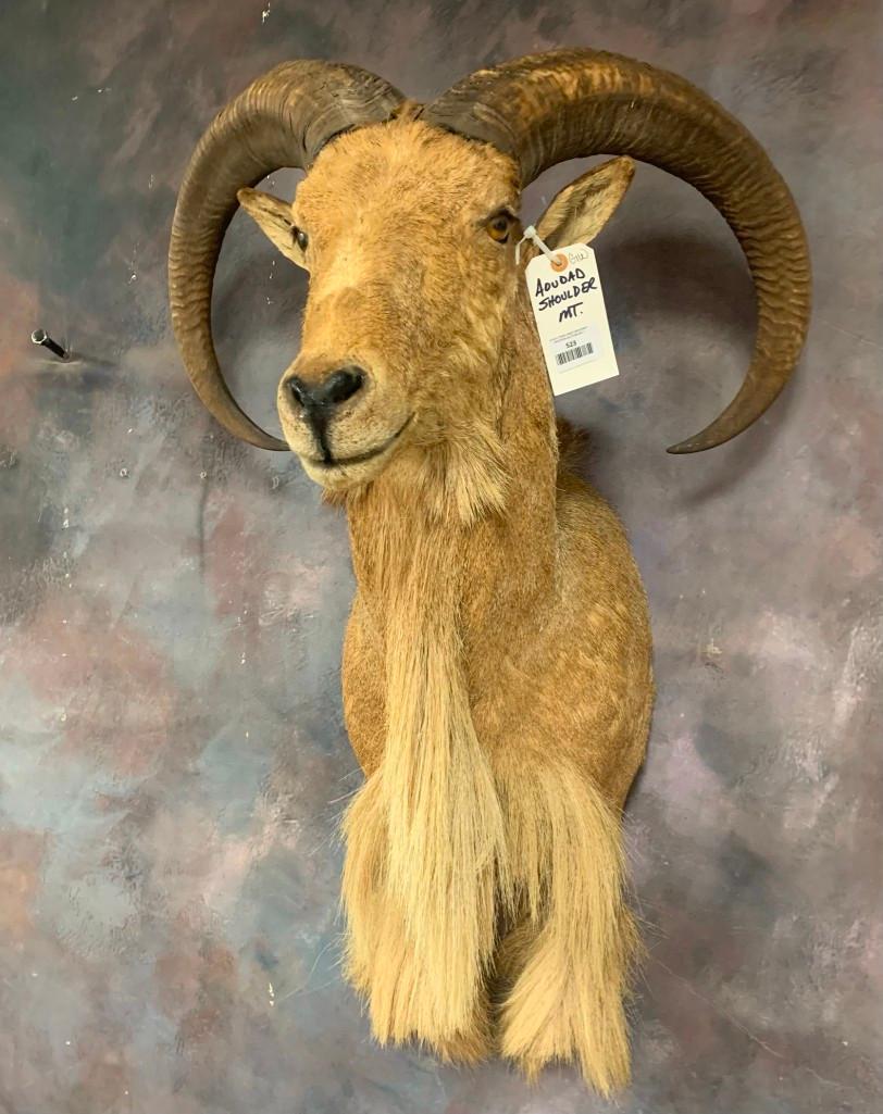 Aoudad Sh Mt TAXIDERMY