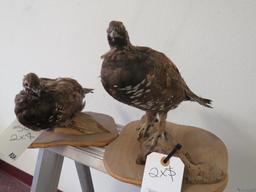 2 Lifesize Ptarnigans (2X$) TAXIDERMY