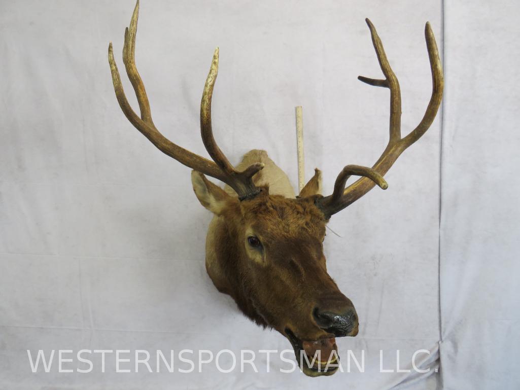 ELK SH MT TAXIDERMY