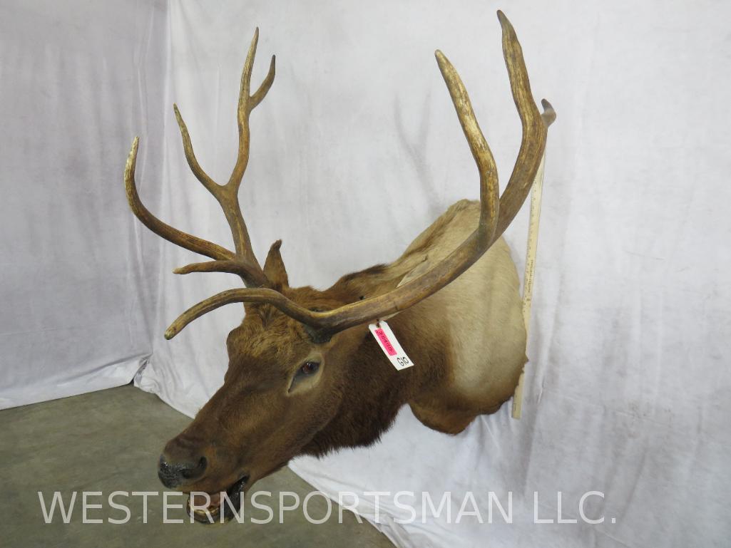 ELK SH MT TAXIDERMY