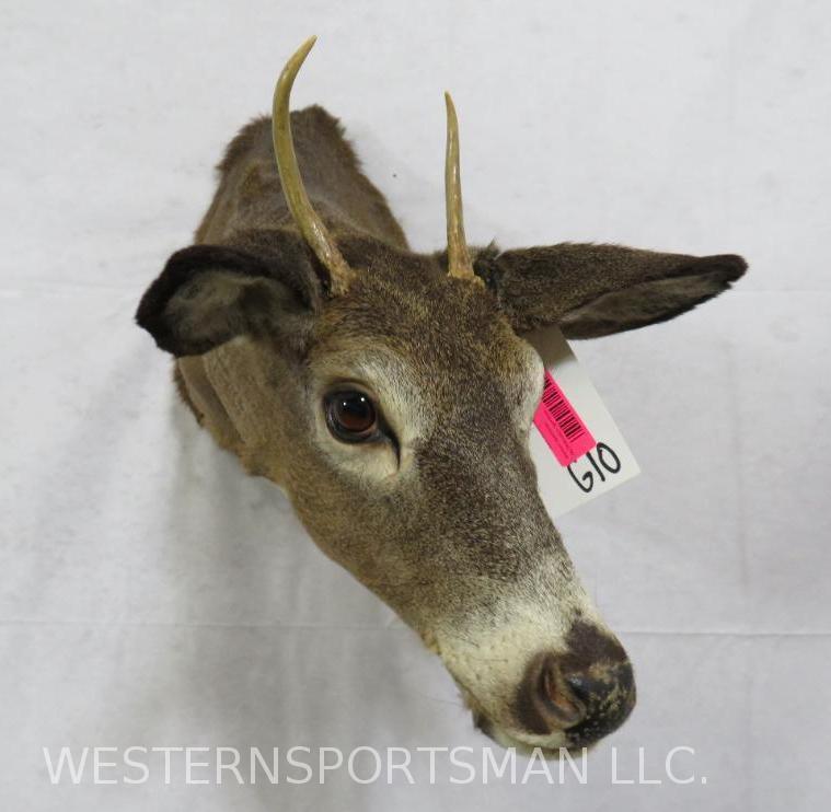 WHITETAIL SH MT TAXIDERMY