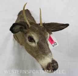 WHITETAIL SH MT TAXIDERMY