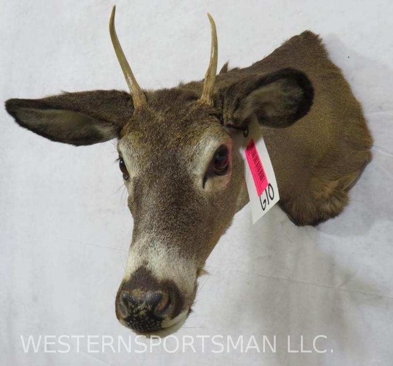 WHITETAIL SH MT TAXIDERMY