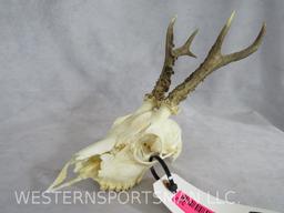 HOG DEER EURO MT TAXIDERMY