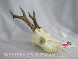 HOG DEER EURO MT TAXIDERMY