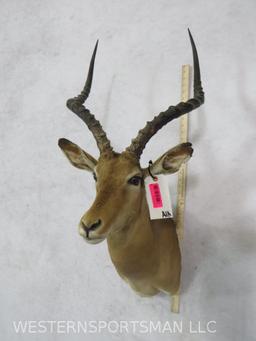 Impala Sh Mt TAXIDERMY