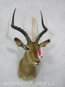 Impala Sh Mt TAXIDERMY