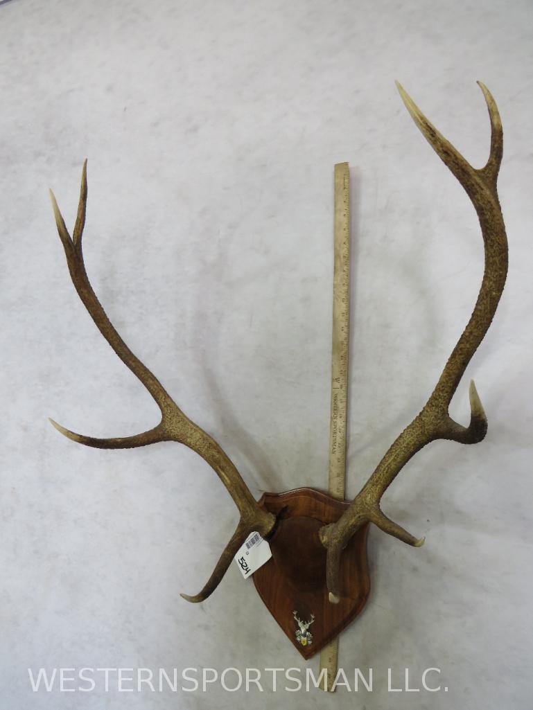 ELK RACK ON PLAQUE TAXIDERMY