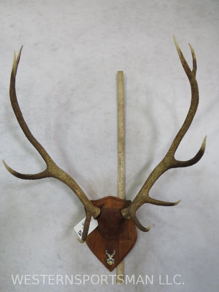 ELK RACK ON PLAQUE TAXIDERMY