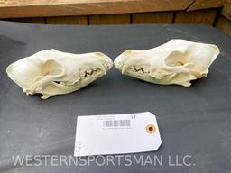 2 XX Large Coyote skulls, Taxidermy = 8 inches long x 4 inches wide = 2 X $