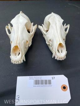 2 XX Large Coyote skulls, Taxidermy = 8 inches long x 4 inches wide = 2 X $