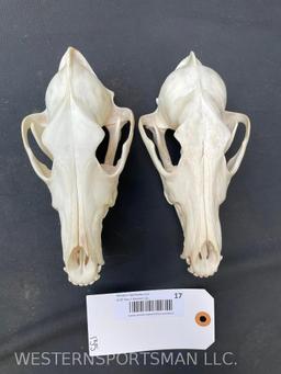 2 XX Large Coyote skulls, Taxidermy = 8 inches long x 4 inches wide = 2 X $