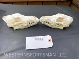 2 XX Large Coyote skulls, Taxidermy = 8 inches long x 4 inches wide = 2 X $