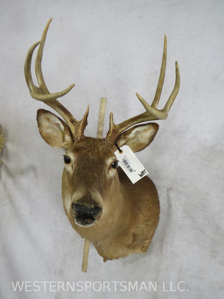 Whitetail Sh Mt TAXIDERMY