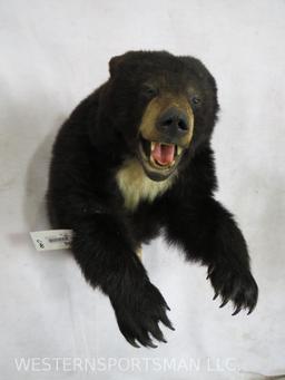 1/2 Body Black Bear TAXIDERMY