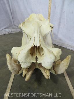 SUPER COOL HIPPO SKULL W/REAL TEETH TAXIDERMY