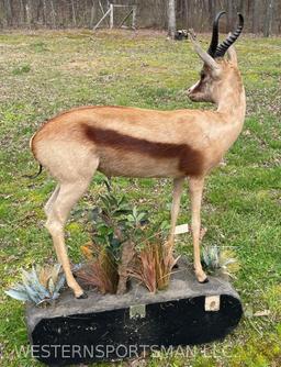 VERY RARE, COPPER SPRINGBOK , on beautiful custom base, 52 inches tall, 37 inches long, and 15 inche