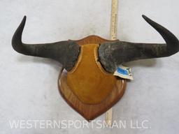 Mounted Wildebeest Horns TAXIDERMY