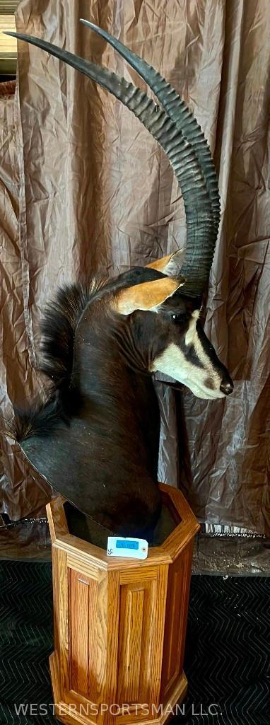 Sable Pedestal Mt TAXIDERMY