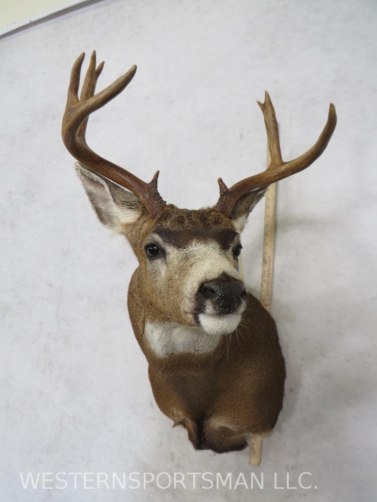 Mule Deer Sh Mt TAXIDERMY