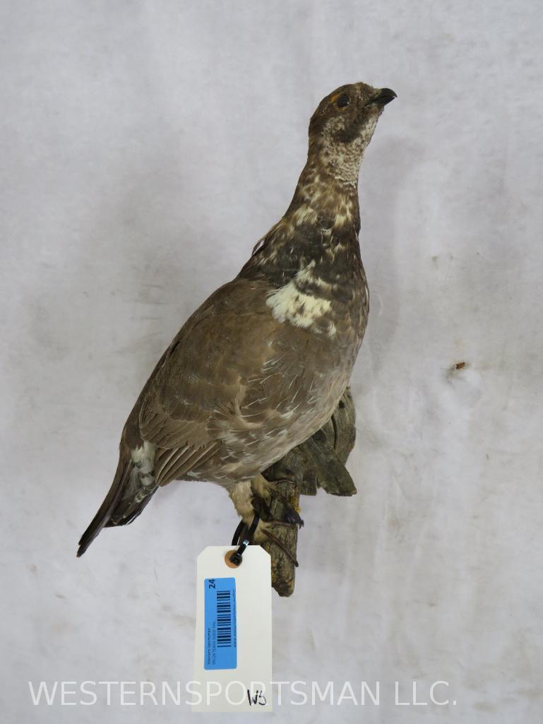 Female Pheasant on Perch TAXIDERMY