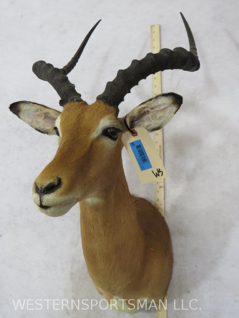 Impala Sh Mt TAXIDERMY