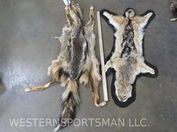 Black Back Jackel & Coyote Hides (2x$) TAXIDERMY