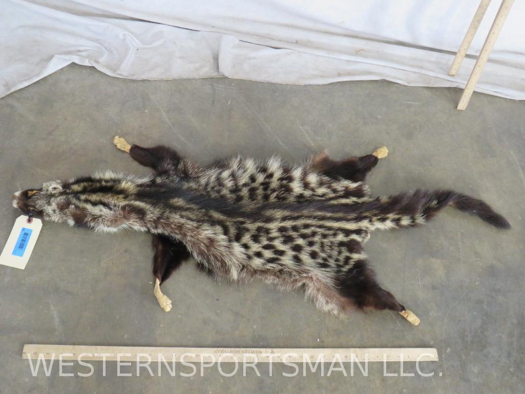 Civet Cat Hide TAXIDERMY