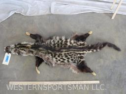 Civet Cat Hide TAXIDERMY