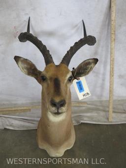 Impala Sh Mt TAXIDERMY