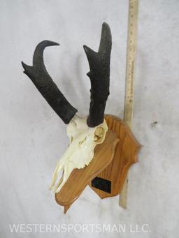 Pronghorn Skull on Plaque TAXIDERMY