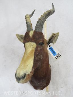 Blesbok Sh Mt TAXIDERMY