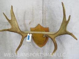 Moose Rack on Plaque TAXIDERMY