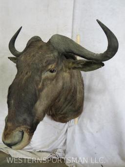 Wildebeest Sh Mt TAXIDERMY