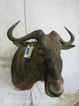 Wildebeest Sh Mt TAXIDERMY