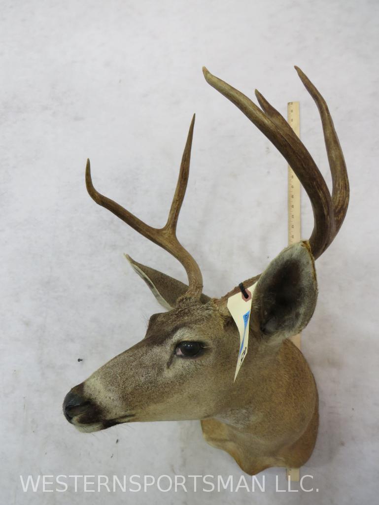 Blacktail Deer Sh Mt TAXIDERMY