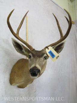 Blacktail Deer Sh Mt TAXIDERMY