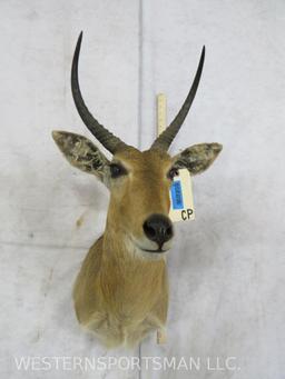 Reedbuck Sh Mt TAXIDERMY