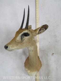 Oribi Sh Mt TAXIDERMY