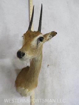 Oribi Sh Mt TAXIDERMY