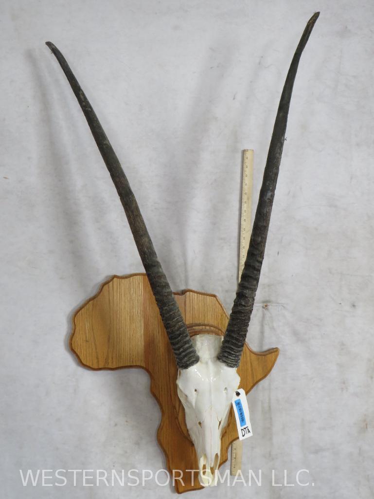 Really Nice Gemsbok Skull on Arica Shaped Plaque TAXIDERMY